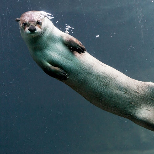Woodland Park Zoo: Skip The Line Ticket — gallery 2