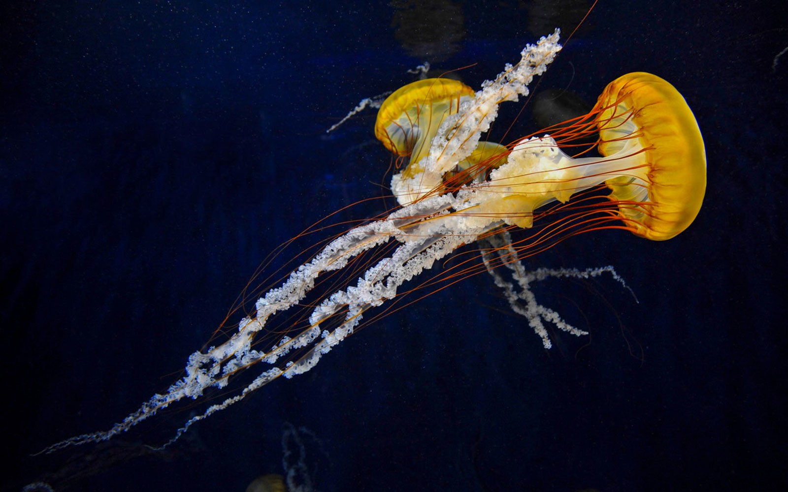 Enoshima Aquarium Tickets — gallery 5