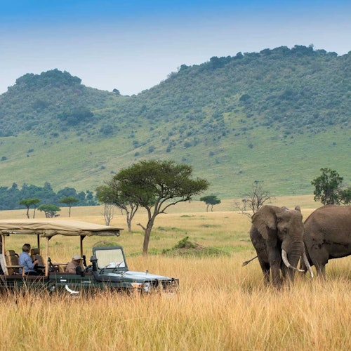 Cape Town: Full-Day Guided Safari + Roundtrip Transfer + Lunch — gallery 1