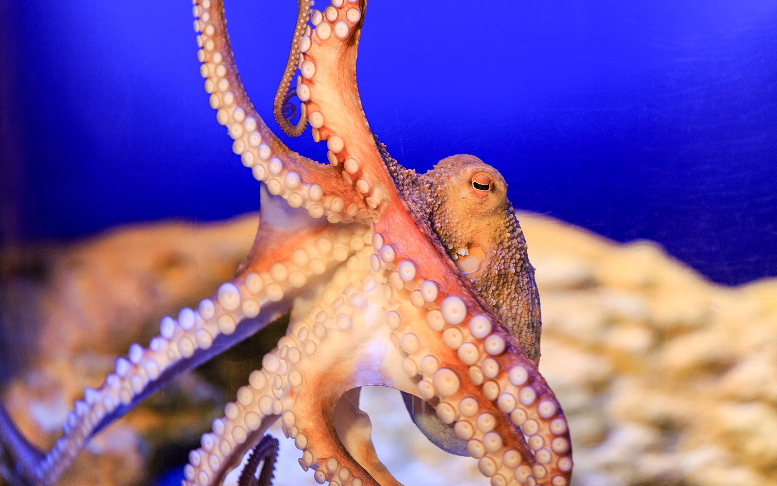 SEA LIFE Munich Ticket — gallery 4