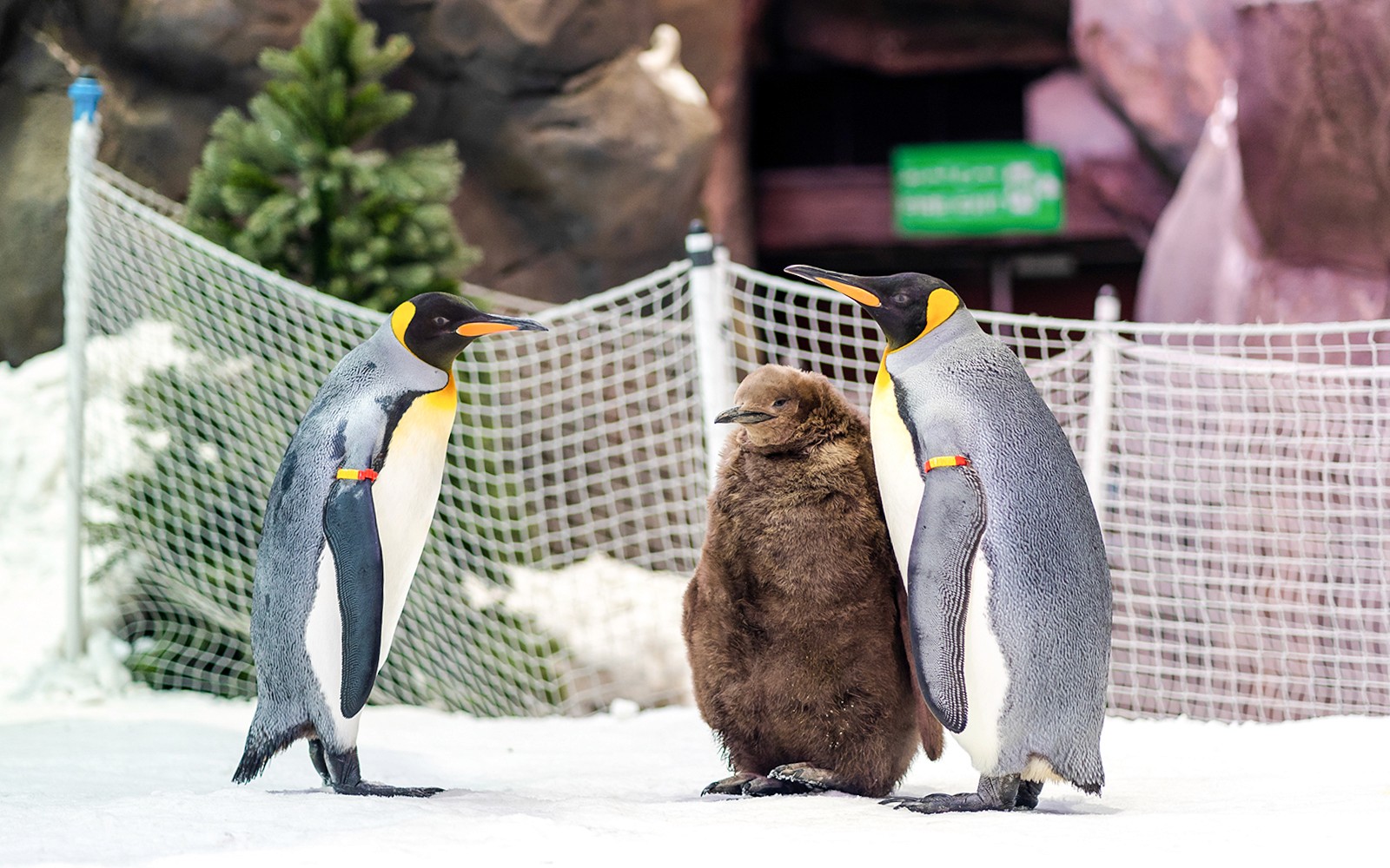 Ski Dubai: Snow Premium Tickets with Penguin Encounter — gallery 2