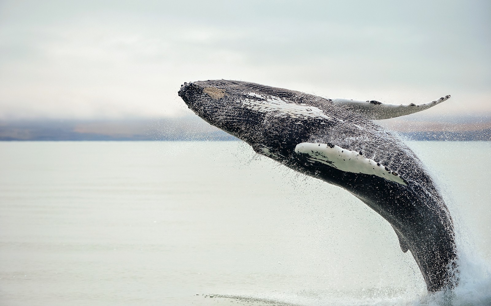 From Christchurch: Kaikoura Whale Watching Small Group Tour with Lunch — gallery 3