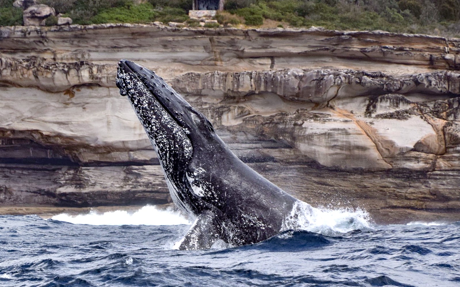 Sydney Whale Watching Inflatable Boat Cruise — gallery 4