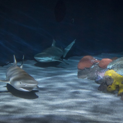 Aquarium of the Pacific: Membership Voucher — gallery 2