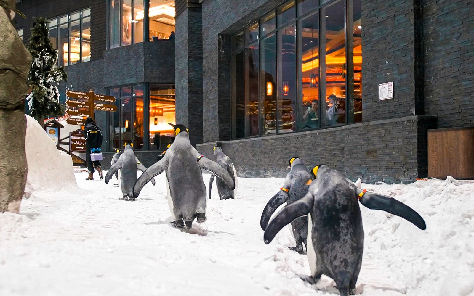 Ski Dubai: Snow Premium Tickets with Penguin Encounter — gallery 4
