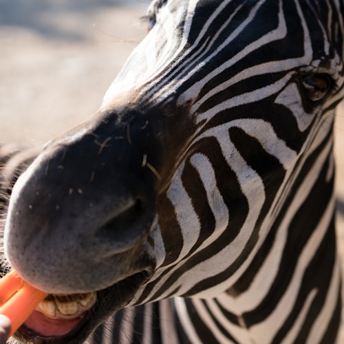 Akumal Monkey Sanctuary & Rescued Animals: Guided Tour — gallery 3