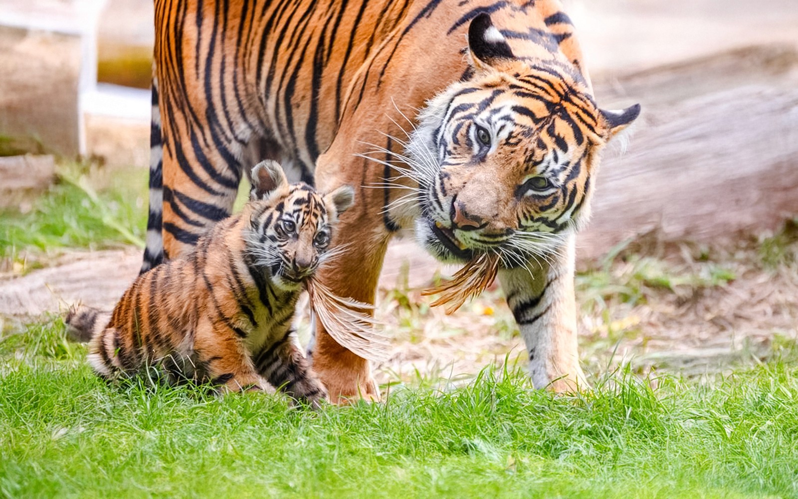 Golden Pass London: Choose from 10+ Attractions — gallery 2
