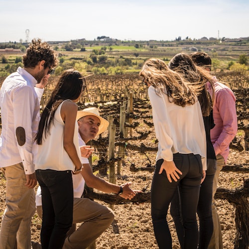 Ribera del Duero: Wine Tour and Tasting from Madrid — gallery 2