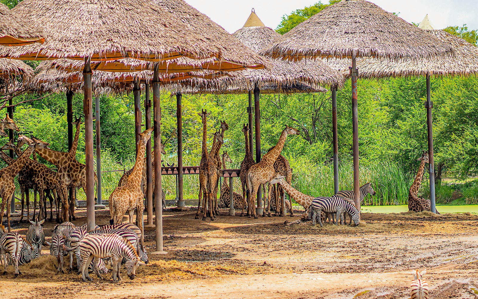 Safari World Tickets with Optional Lunch