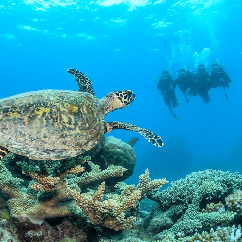 Outer Great Barrier Reef Full-Day Tour with Lunch — gallery 4