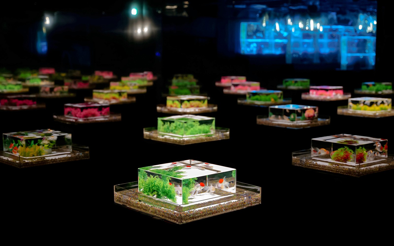 Art Aquarium Museum Ginza Tickets 