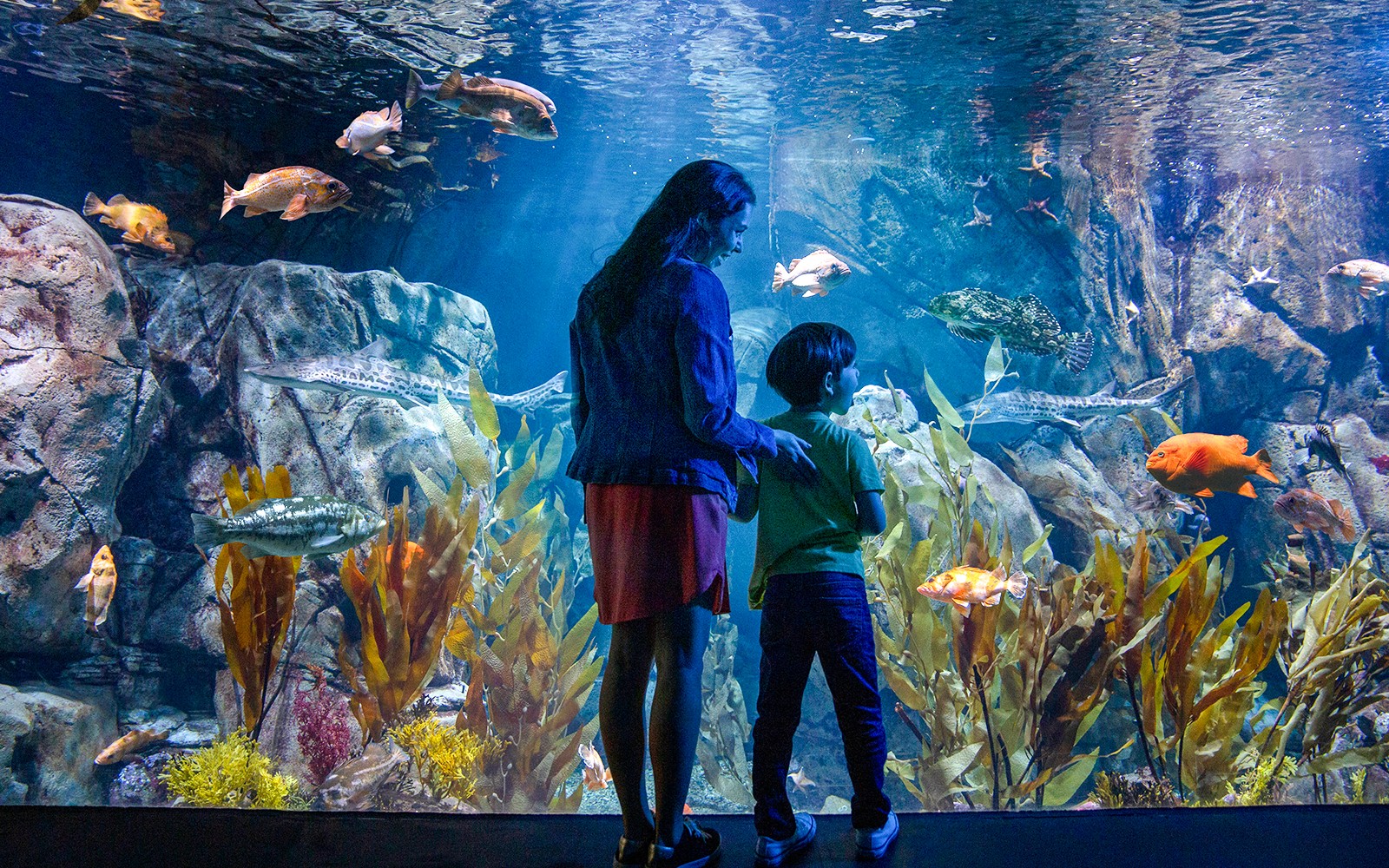 Go City Los Angeles All-Inclusive Pass: Choose 2 to 7 Days