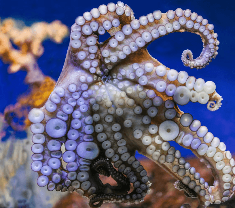Barcelona Aquarium: Flexi-Ticket