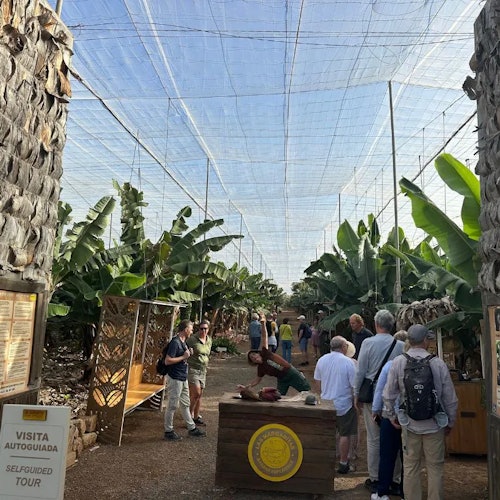 Tenerife: Banana Plantation & Winery Tour + Wine Tasting — gallery 4