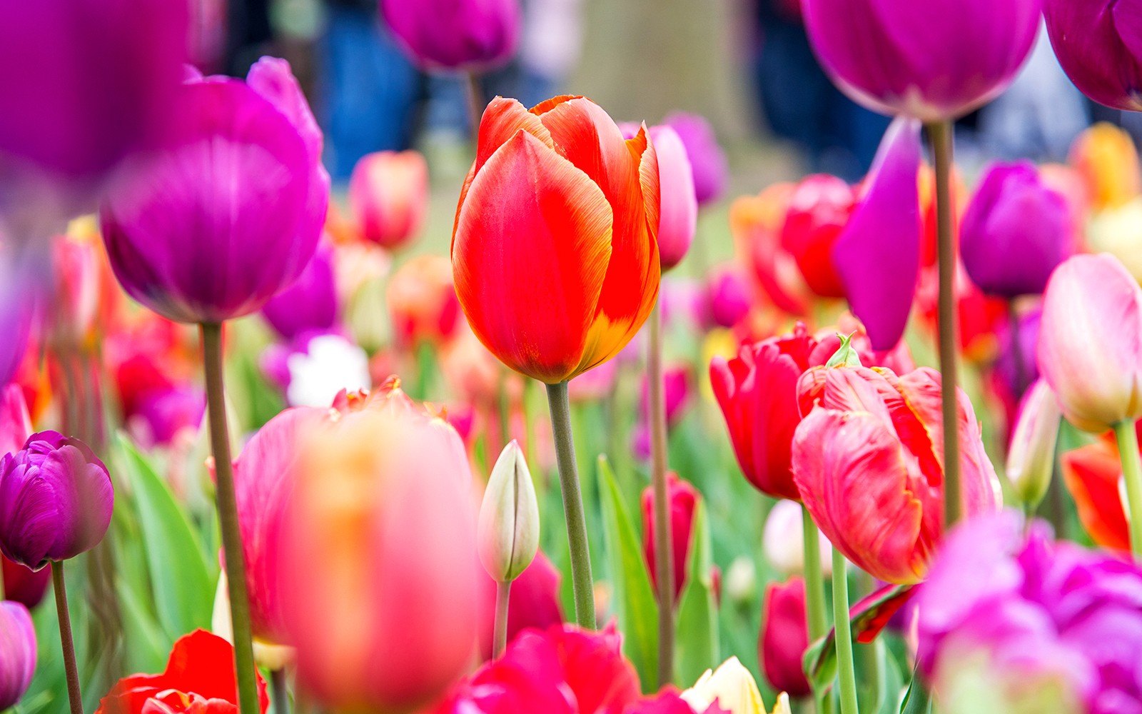 Keukenhof Parking Tickets

