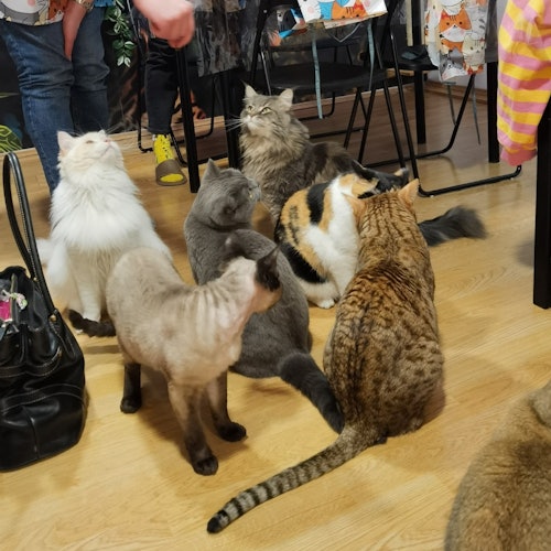 Cat Museum Budapest: Guided Acrylic Painting Workshop — gallery 5