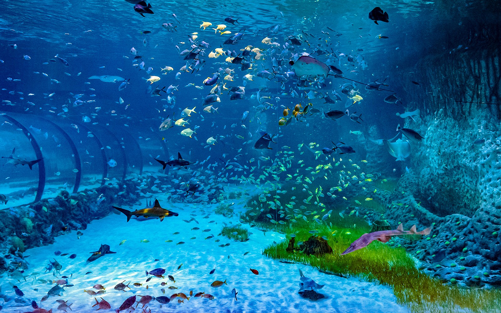National Aquarium Abu Dhabi Tickets