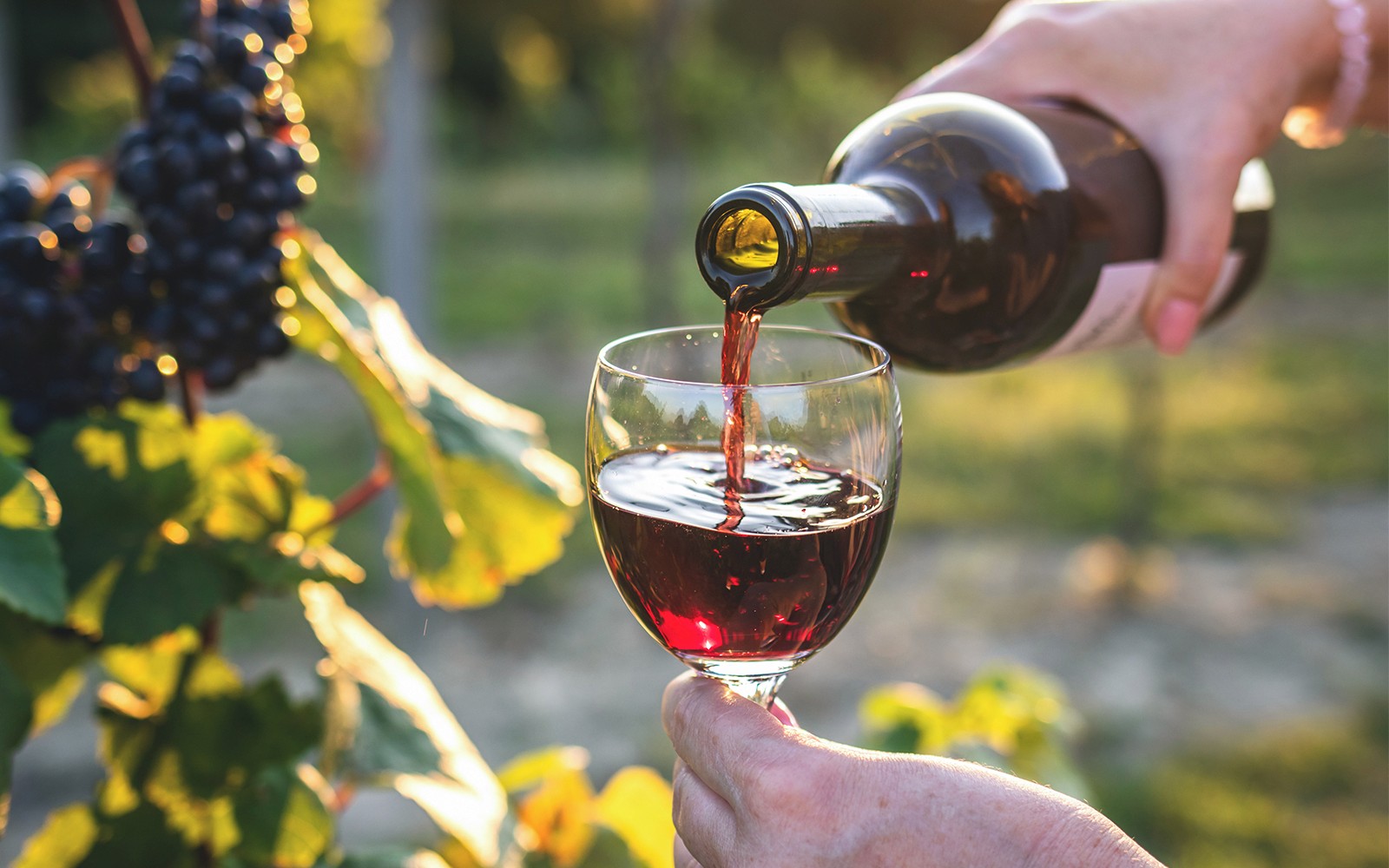Chianti Region Guided Tour with Local Tastings and Vineyards — gallery 1