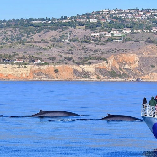 West Harbor: Whale and Dolphin Watching Cruise — gallery 1
