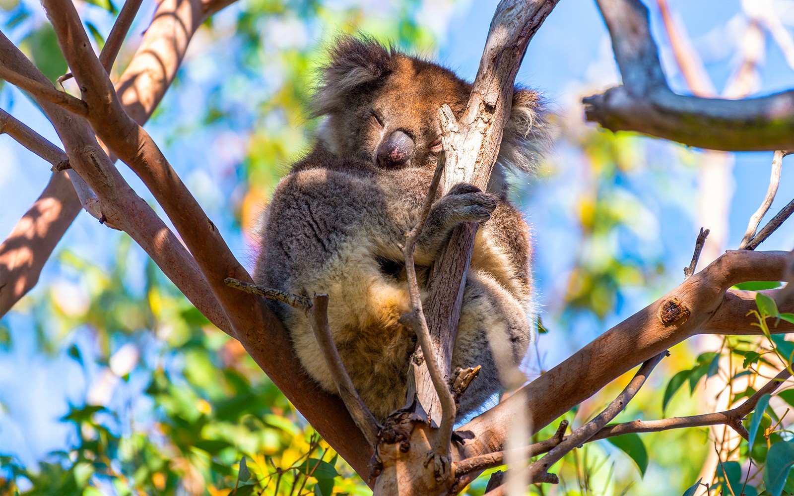 Great Ocean Road Premium Coach Tour — gallery 1
