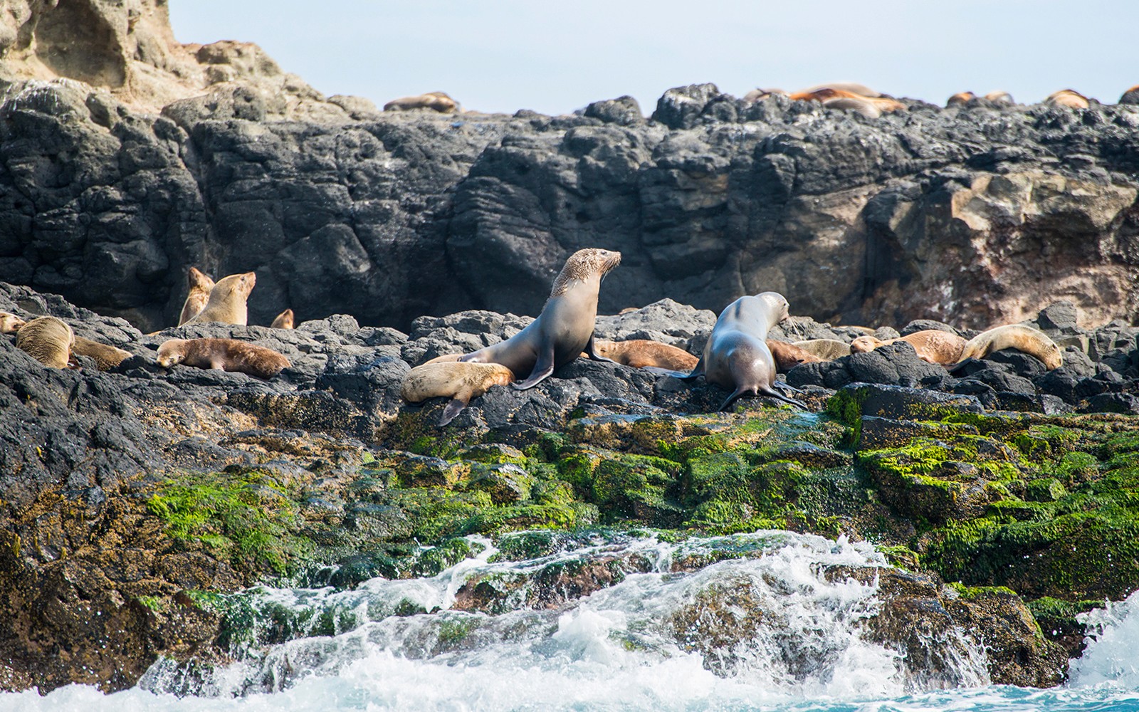 From Melbourne: Phillip Island Penguin Parade Afternoon Guided Tour