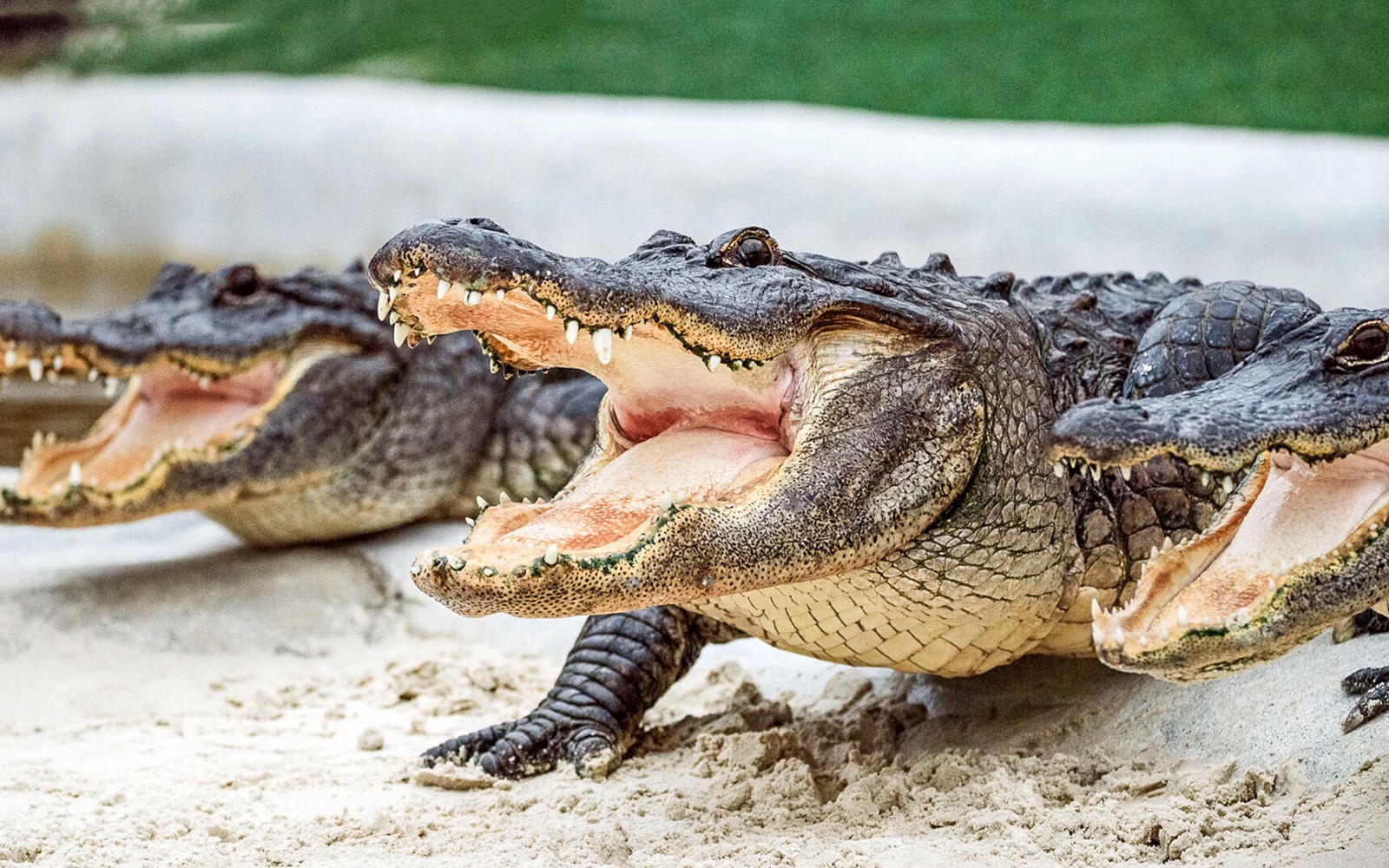 Miami: Everglades Holiday Park Airboat Tour with Alligator Show — gallery 3
