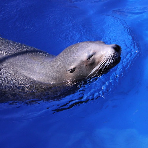 Marineland Mallorca: Skip The Line Ticket — gallery 1