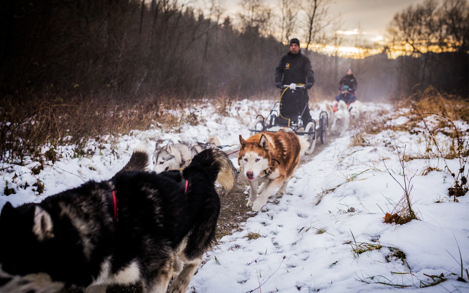 From Krakow: Tatra Mountains Dog Sledding Tour — gallery 5