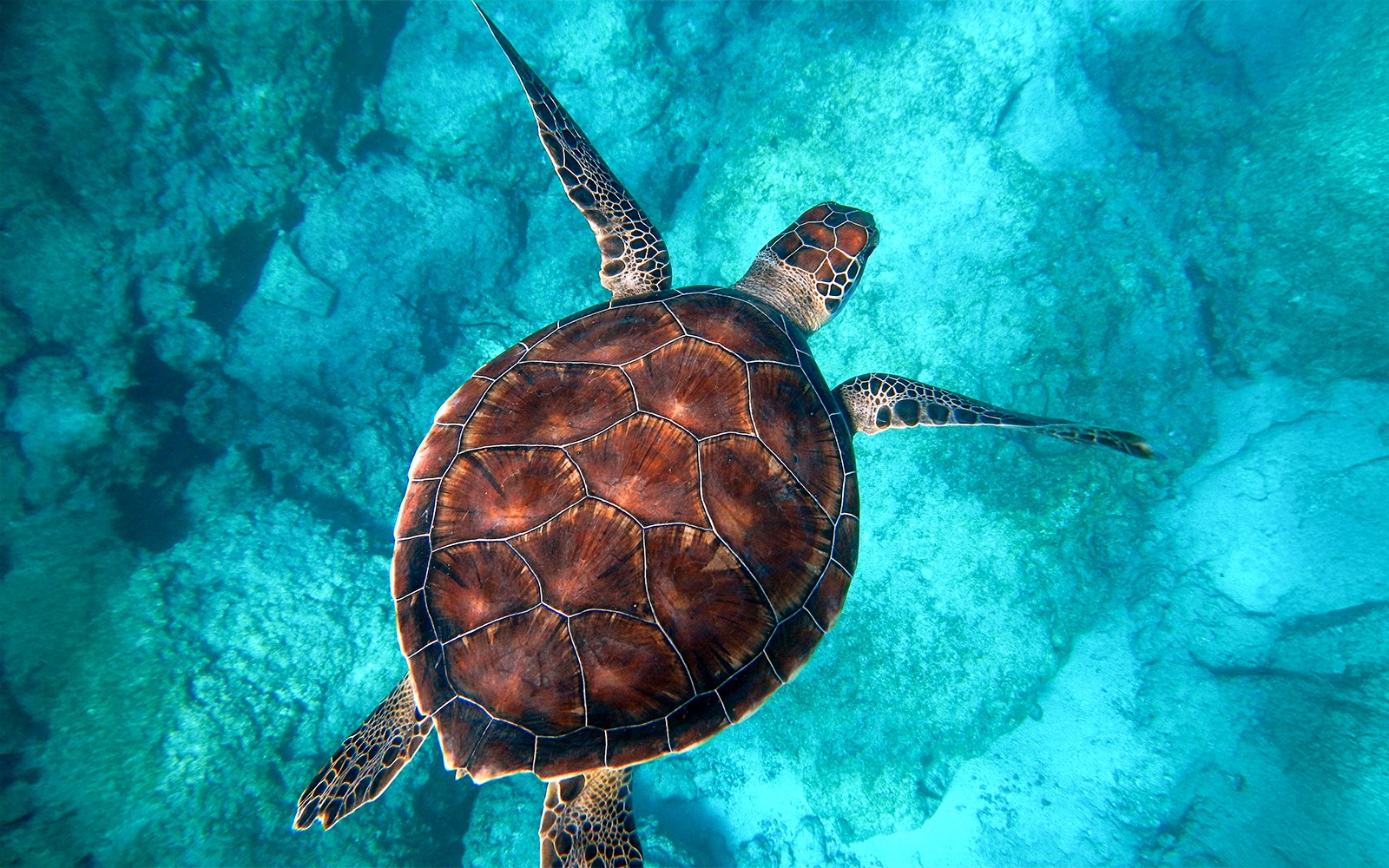 Moreton Island: Dolphin Eco-Cruise & Tangalooma Wrecks Snorkel Tour — gallery 4