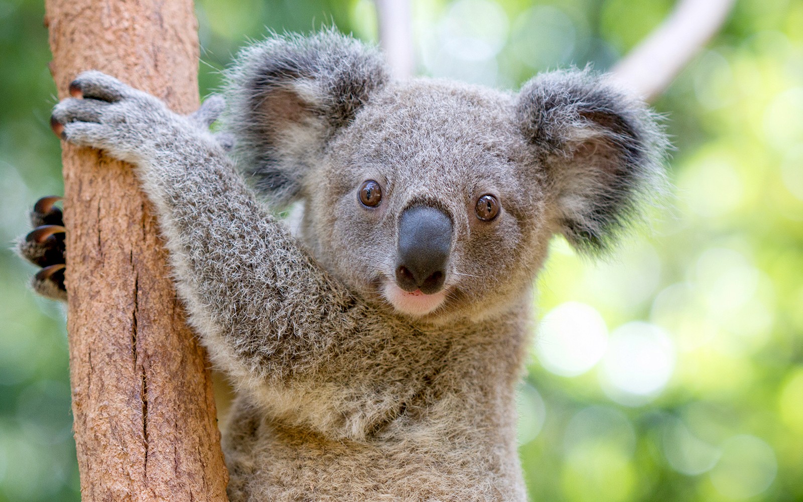 Currumbin Wildlife Sanctuary Tickets — gallery 1