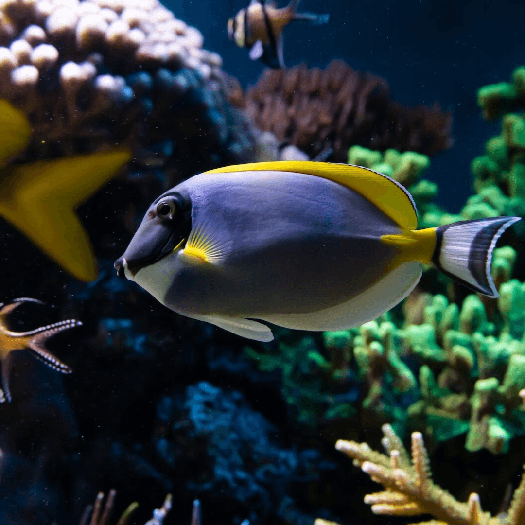 Sea Life London Aquarium Tickets — gallery 3