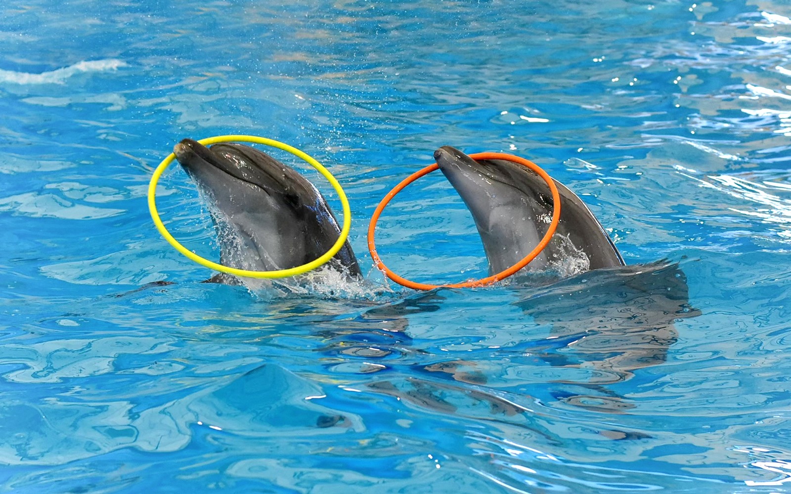Phuket Dolphin Show Tickets: Thai Residents