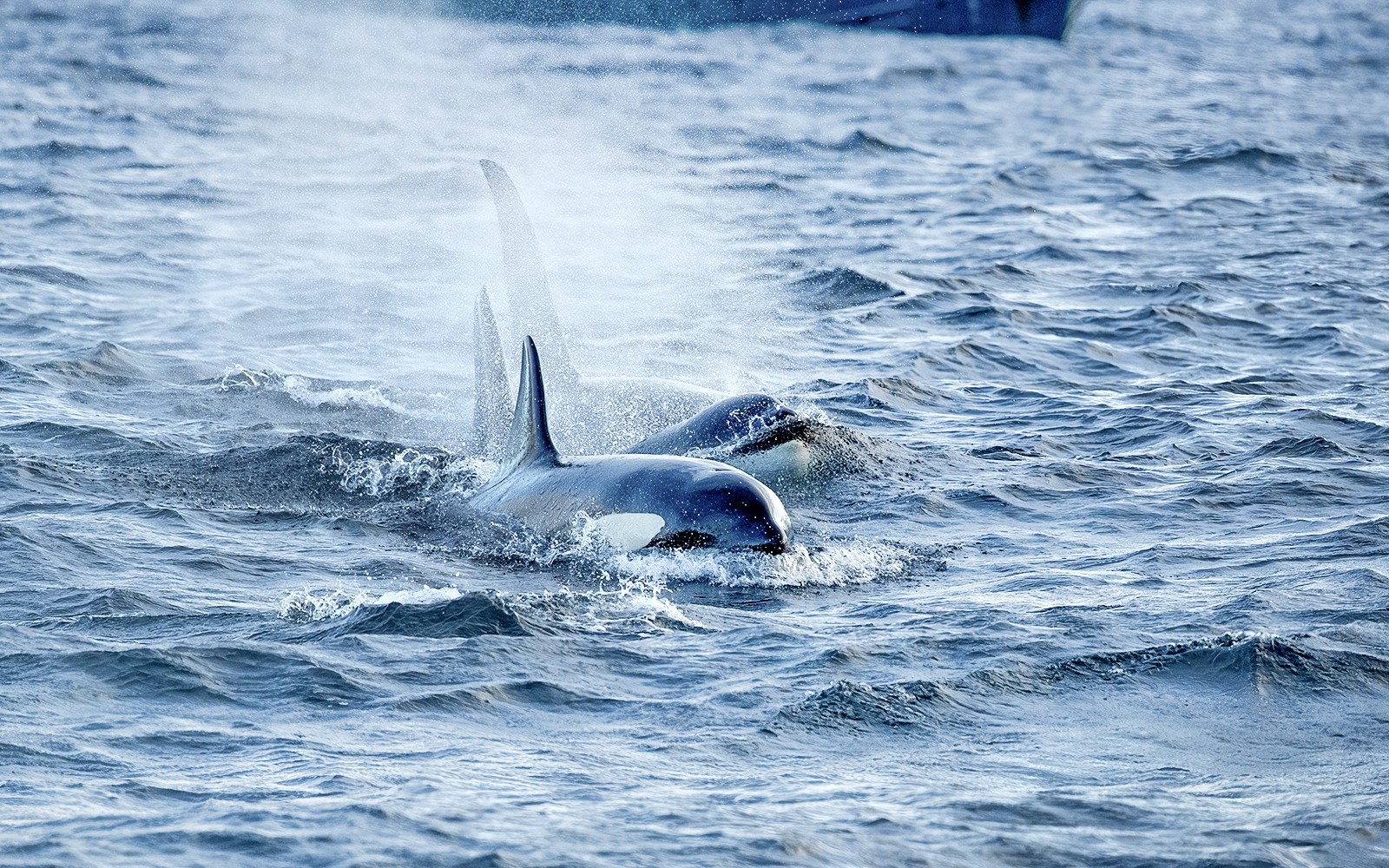From Tromso: Small Group Whale Watching Cruise — gallery 1