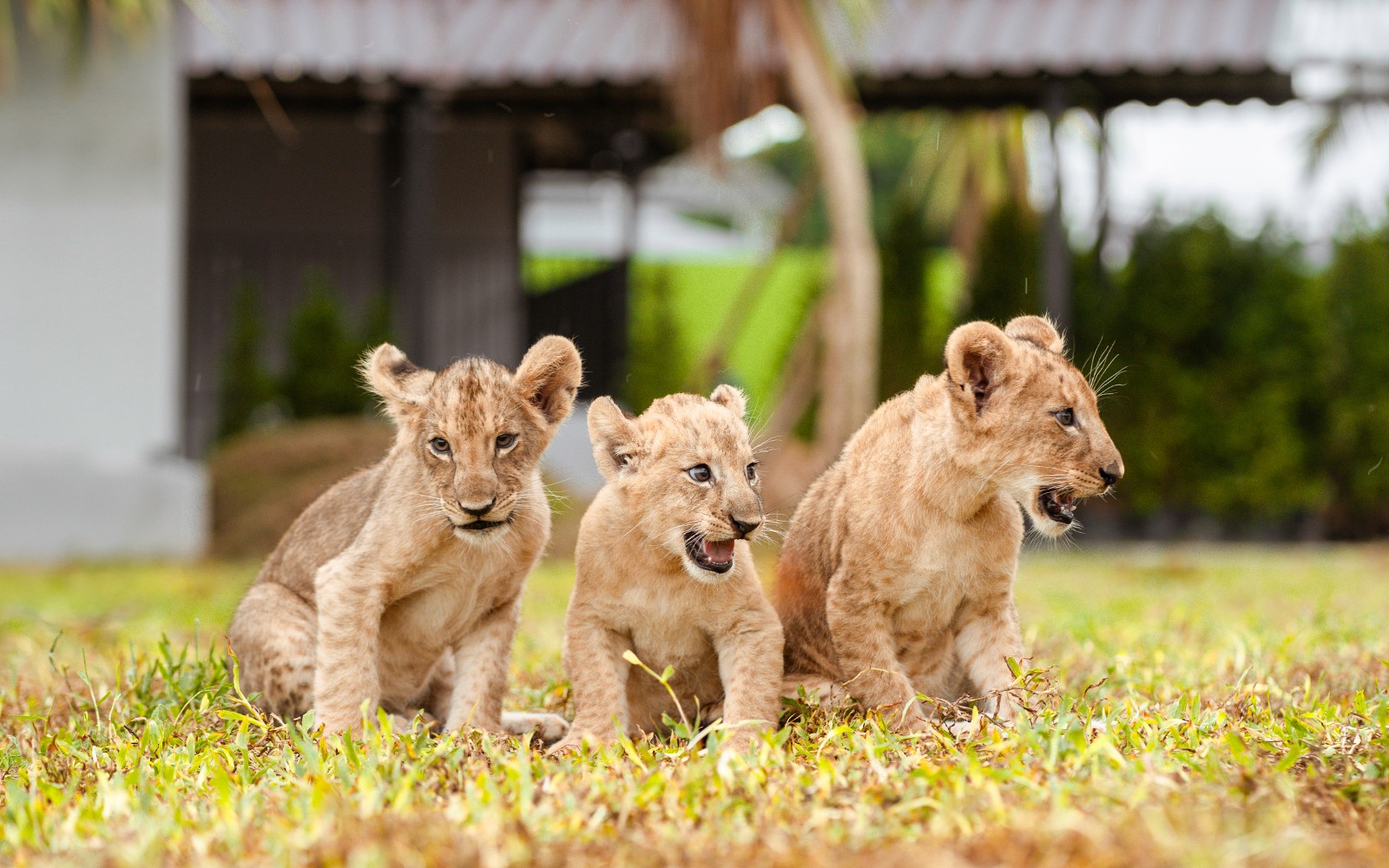 Lion Land Phuket Tickets — gallery 3