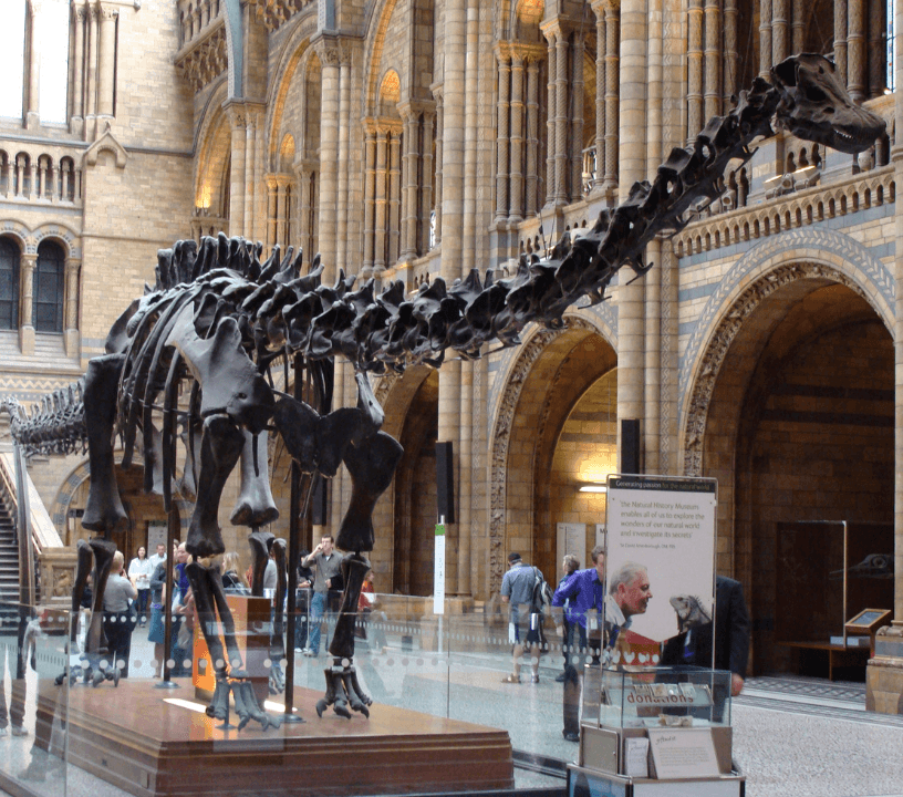 London Natural History Museum Dinosaur Discovery Tour — gallery 2