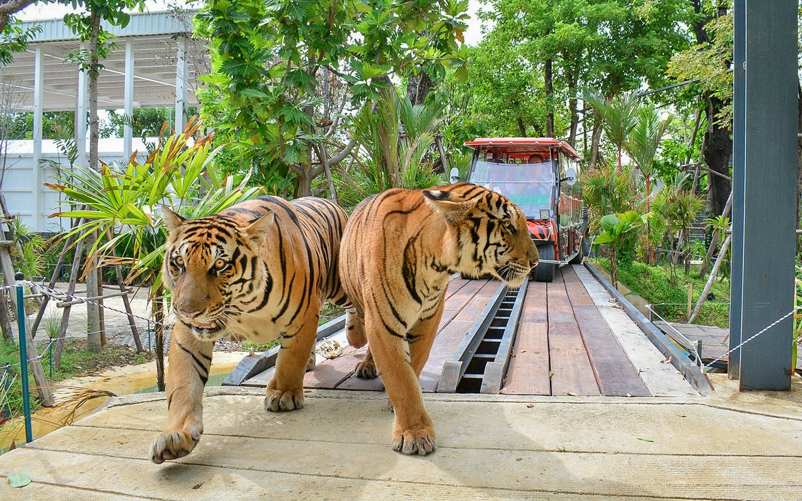 Tiger Park Tickets: Non-Thai Residents