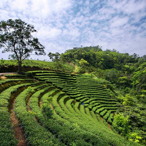 Thousand Island Lake & Pinglin Tea Plantation: Afternoon Tour from Taipei — gallery 1