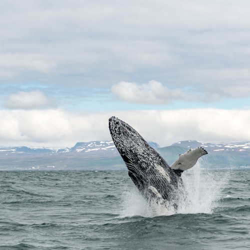 Husavik: Whale Watching Boat Tour