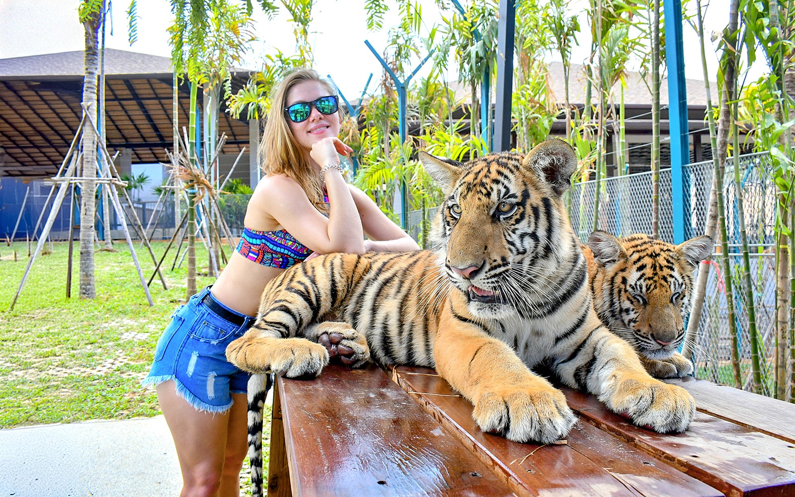 Tiger Park Tickets with Tiger Interactions: Non-Thai Residents