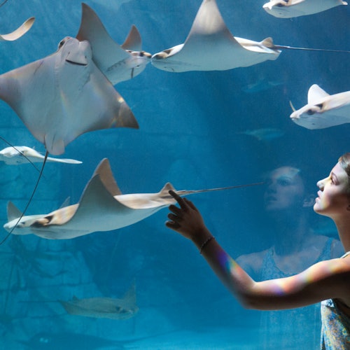 SeaWorld Orlando: Entry Ticket + Optional All-Day Dining Deal