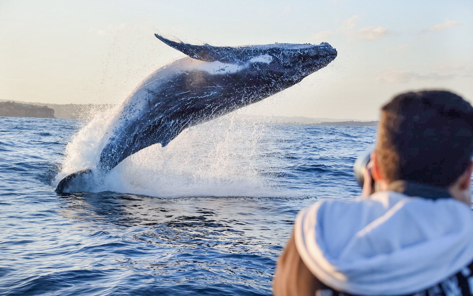 Sydney Whale Watching Inflatable Boat Cruise — gallery 3