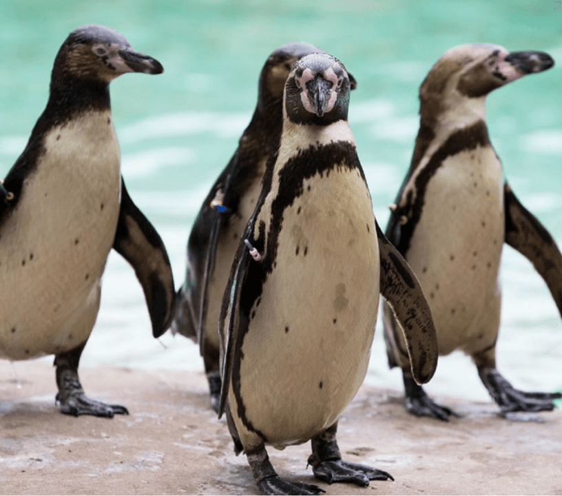 London Zoo Entrance Tickets

