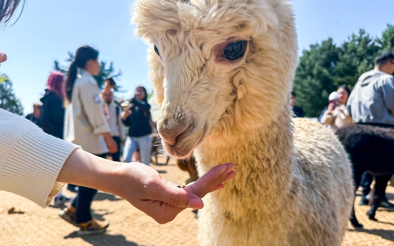 From Seoul: Alpaca World, Nami Island & Garden of Morning Calm Day Trip — gallery 3