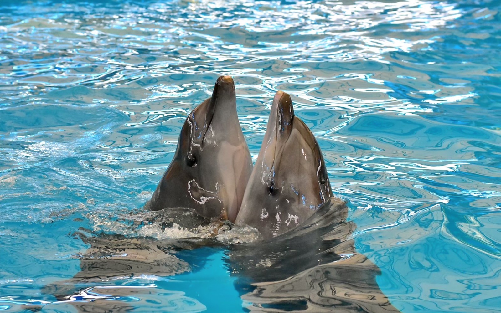 Phuket Dolphin Show Tickets: Foreigners