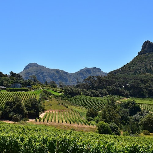 Cape Town: Cape Peninsula & Boulders Beach Tour — gallery 3