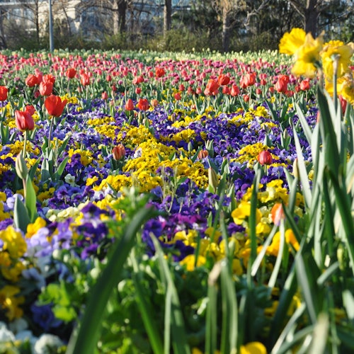 Canberra: Floriade Festival Guided Tour + Tulip Top Gardens Entry + Transfers — gallery 2