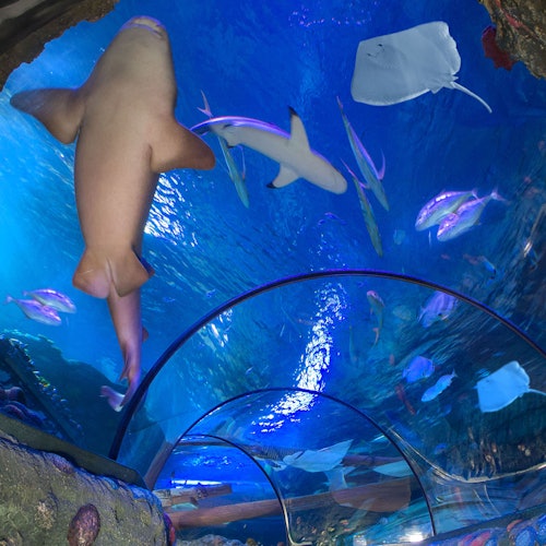 Gardaland SEA LIFE Aquarium: Entry Ticket