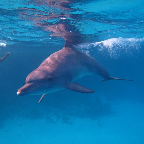 Dolphin House Hurghada: Guided Snorkeling Tour + Roundtrip Transfer + Lunch