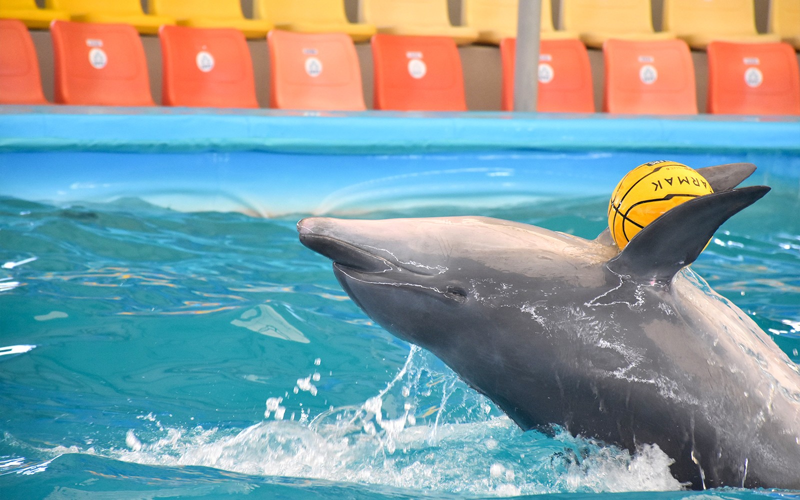 Phuket Dolphin Show Tickets: Foreigners