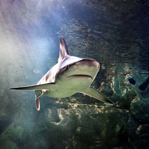 SEA LIFE Brighton: Standard Ticket — gallery 1